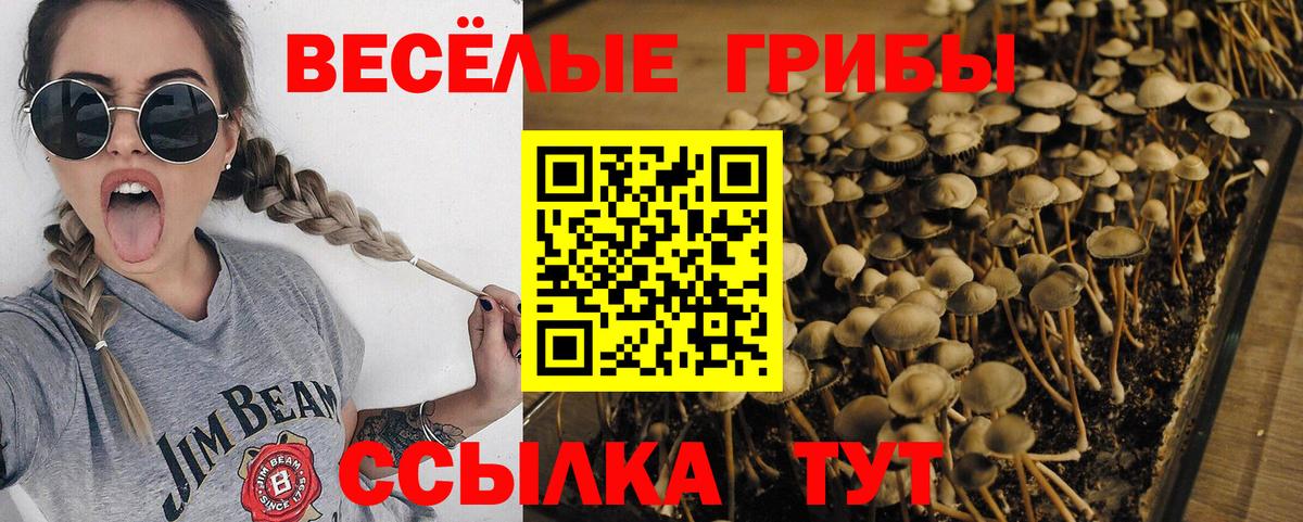 купить наркоту  Галлюциногенные грибы Psilocybe  Вход с VPN  Россия 